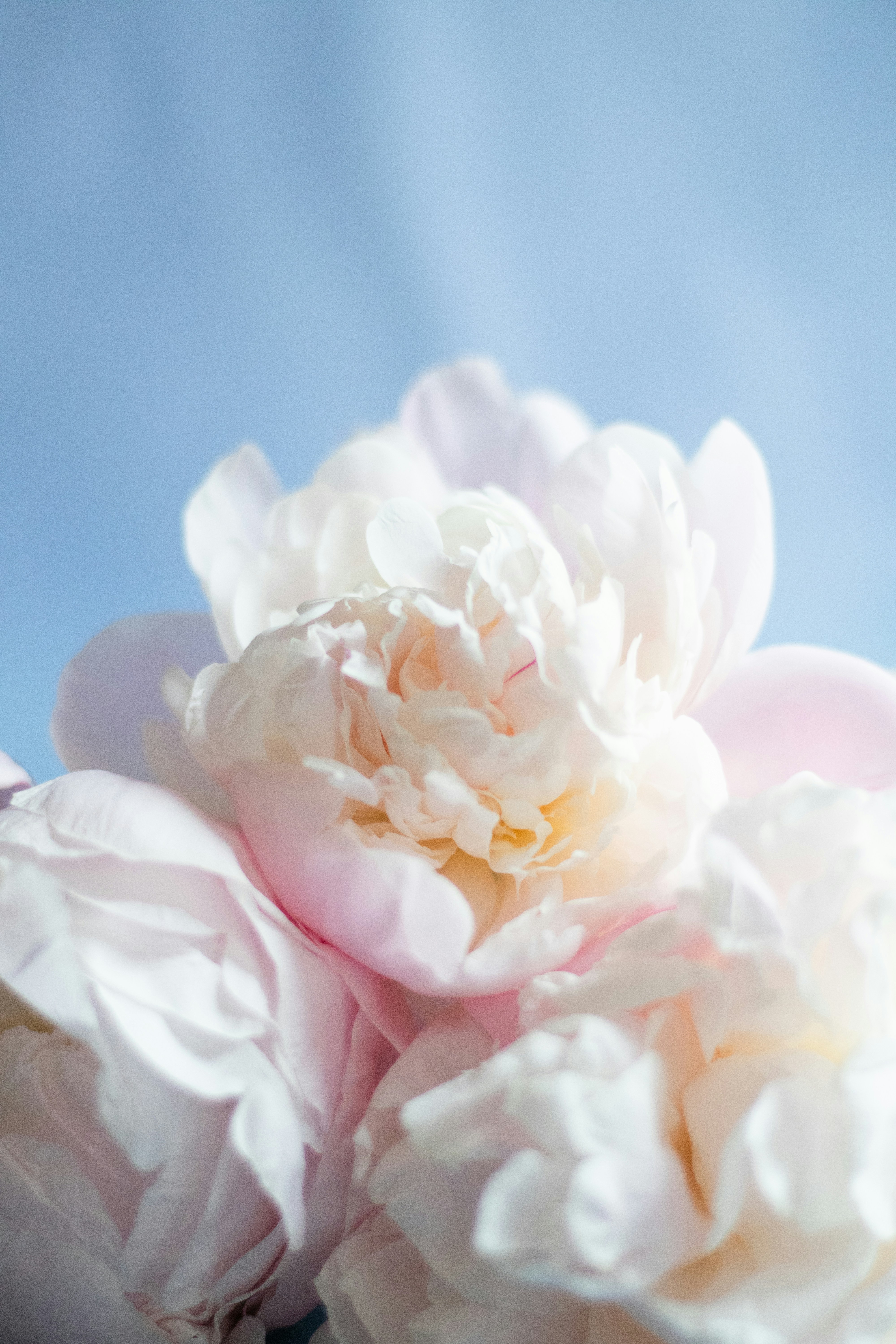 peony